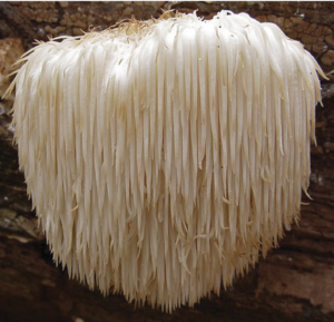 Hericium erinaceus